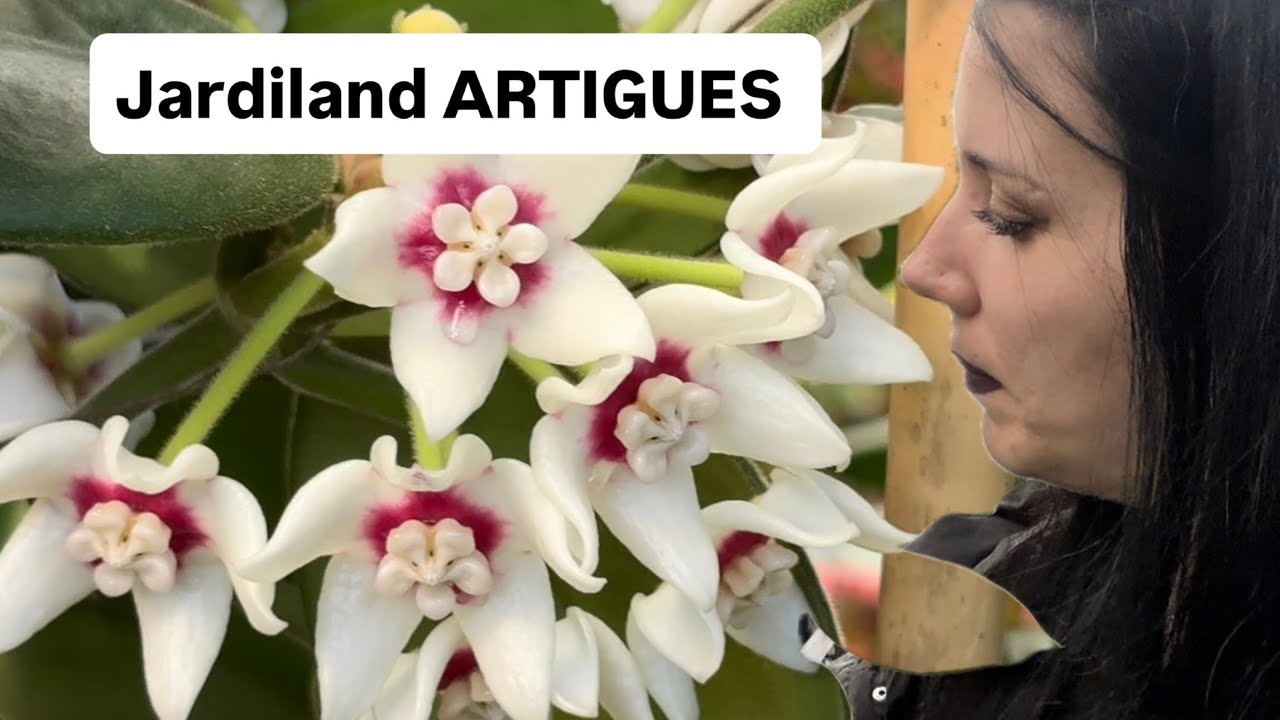 JARDILAND ARTIGUES : ARRIVAGE DE HOYAS