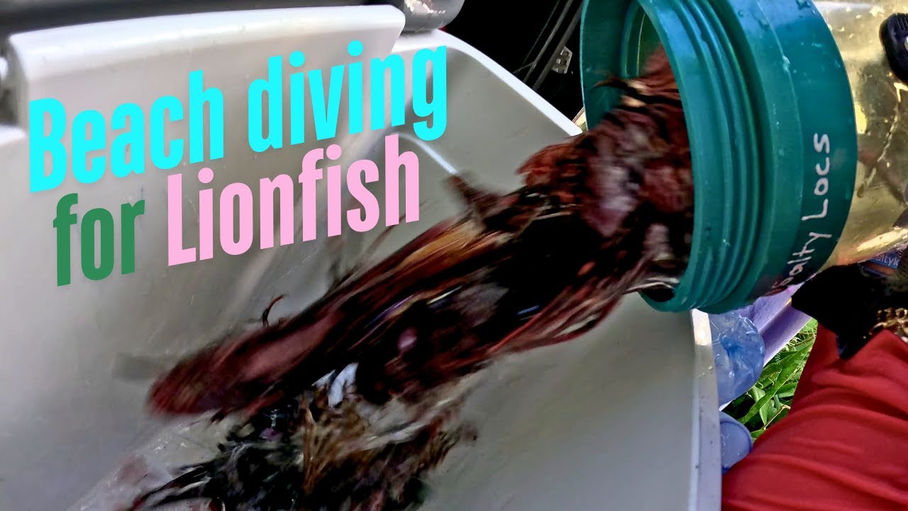 Lionfish Hunting Frenzy: How Many Can We Catch on a Shore Dive?