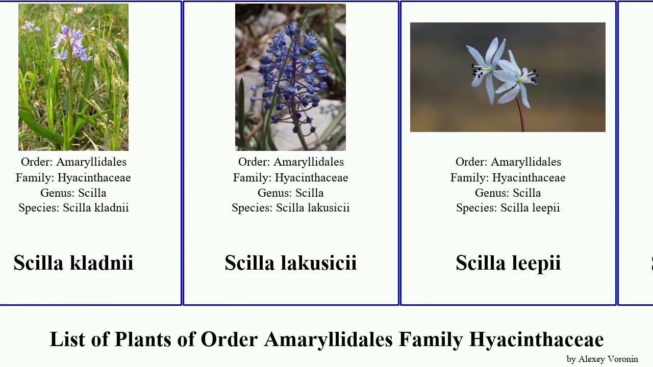 List of Plants of Order Amaryllidales Family Hyacinthaceae scilla squill alpine nana verna amoena