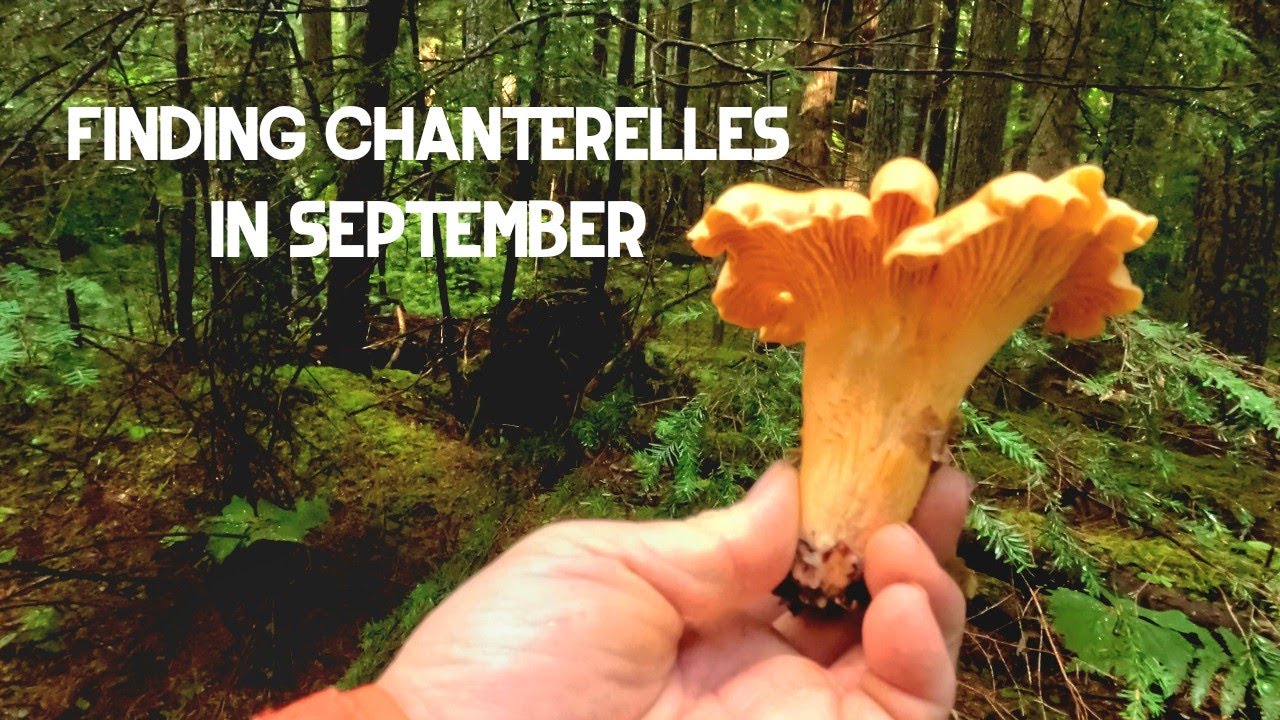 Finding Chanterelles in September