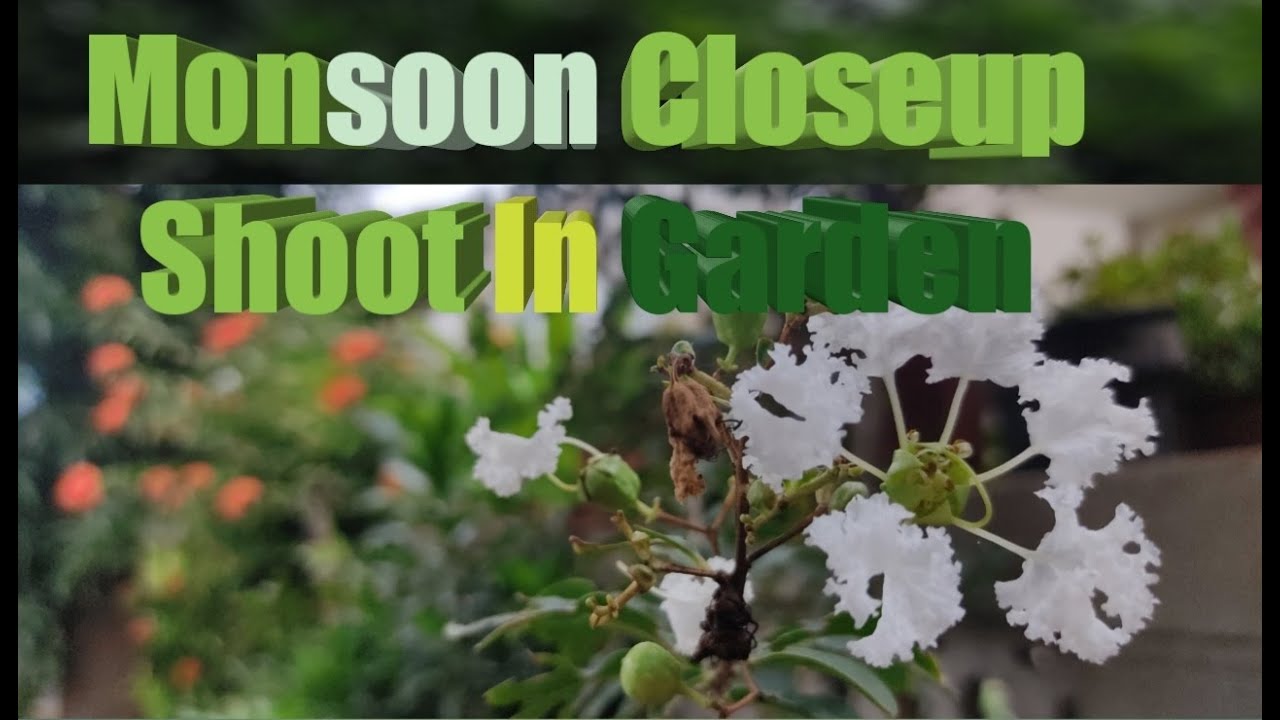 Monsoon Closeup Shoot In Garden #Monsoon #Naturalclip