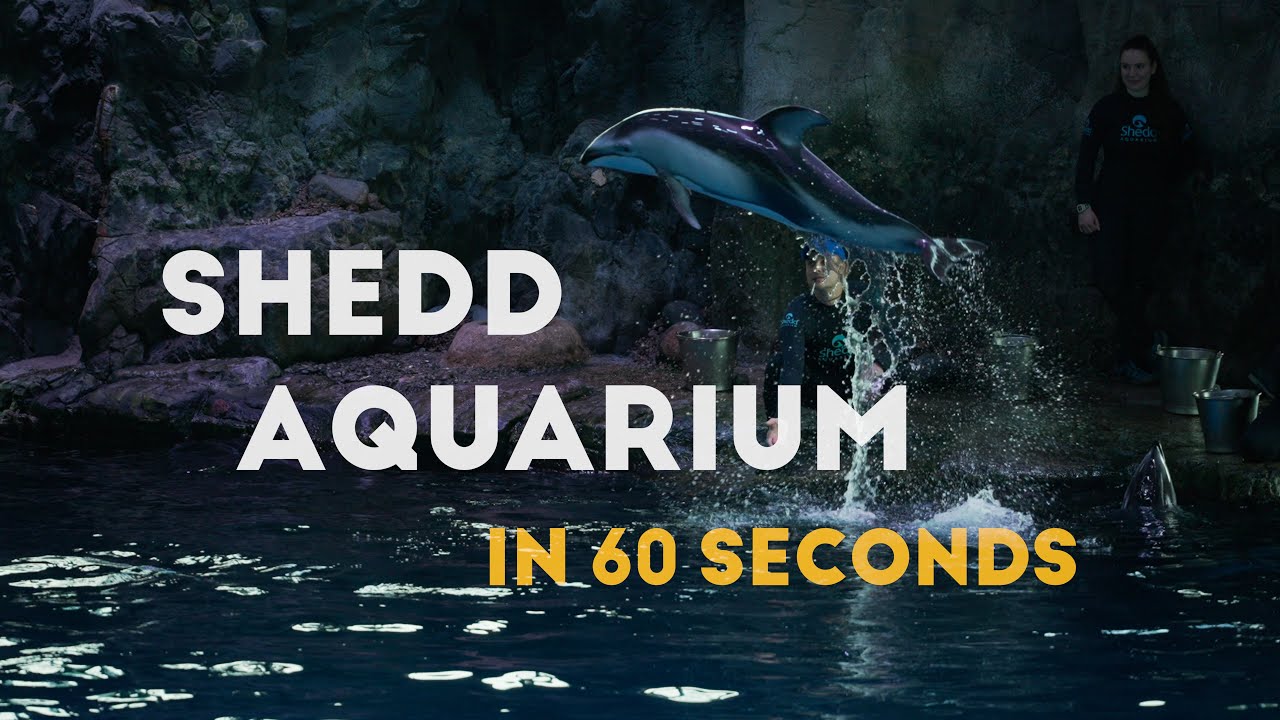 Shedd Aquarium | Cinematic Tour of Chicago&rsquo;s Iconic Aquarium