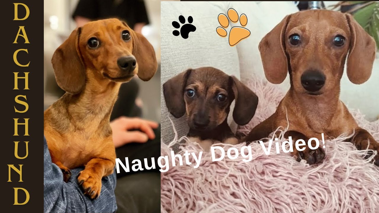 Dachshund Puppy Antics -30 Minutes of Adorable Chaos!
