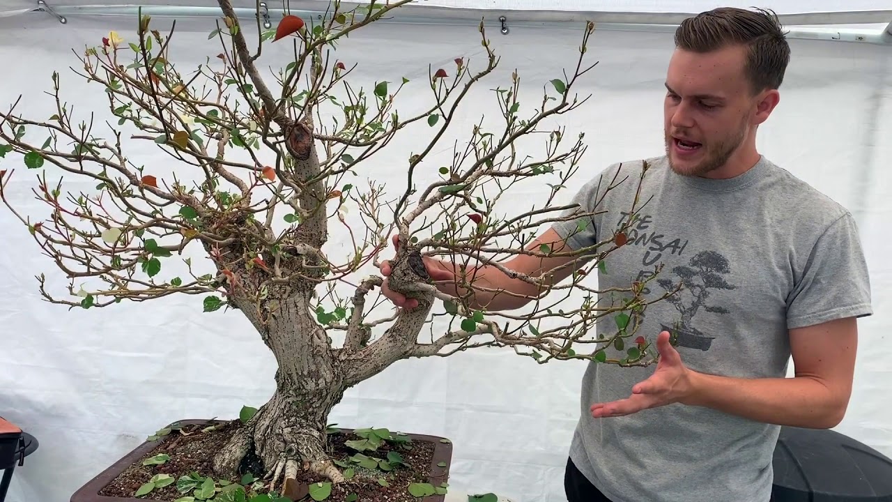 Sea Hibiscus Bonsai Makeover