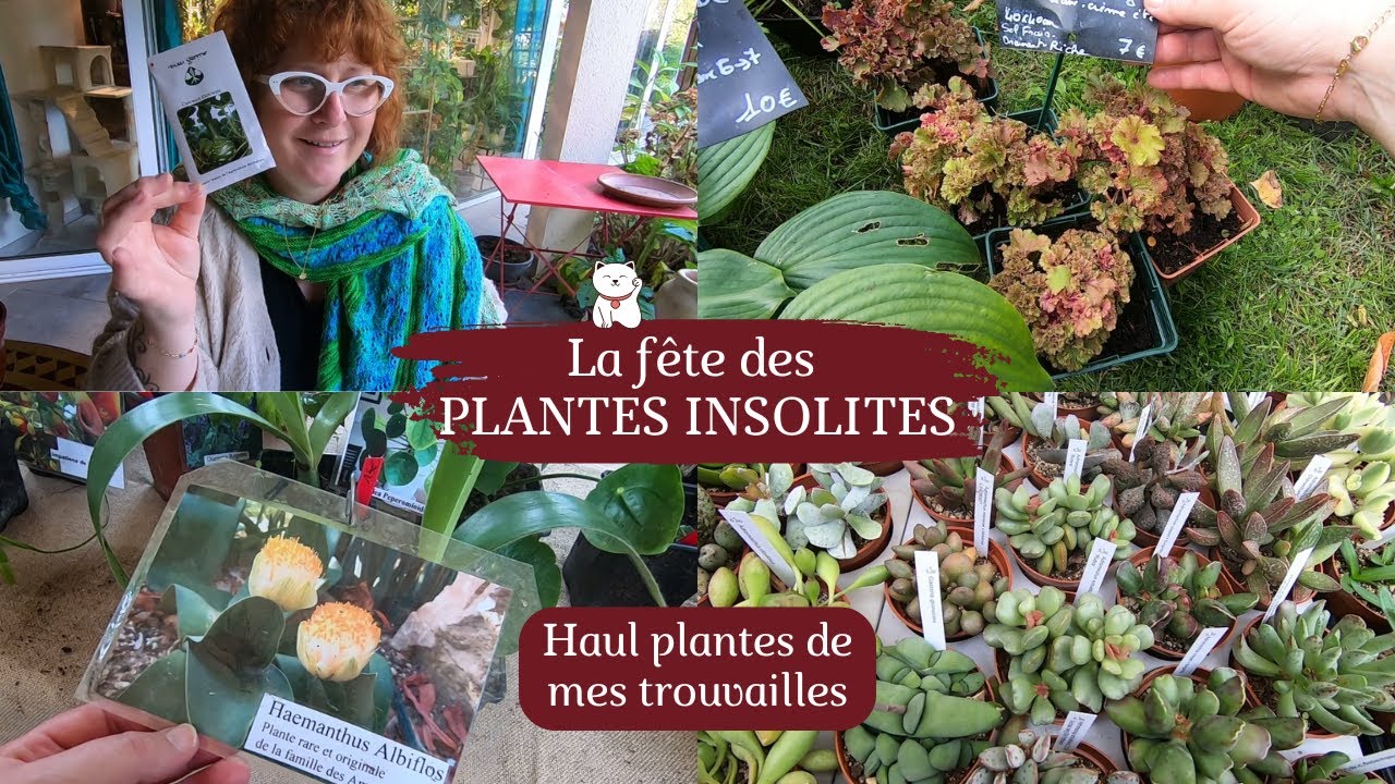 PLANTES INSOLITES 🌿Nous allons dans une fête de plantes un peu particulière | Suivi du HAUL PLANTES