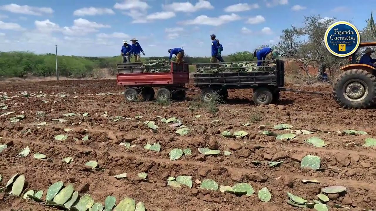 PLANTIO DE PALMA 2022 - parte 01 - @FazendaCarnaúba