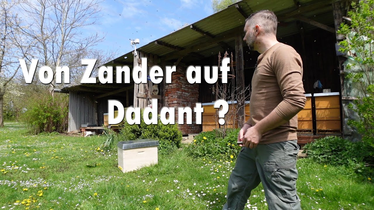 Von Zander auf Dadant ?