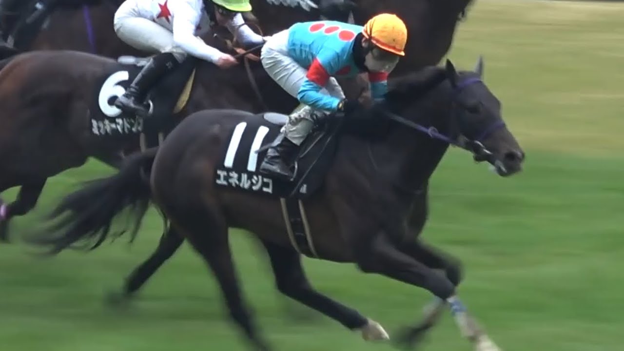 【現地】2025 セントポーリア賞 エネルジコ 池添謙一  ドゥラメンテ産駒 父子制覇【東京競馬場】