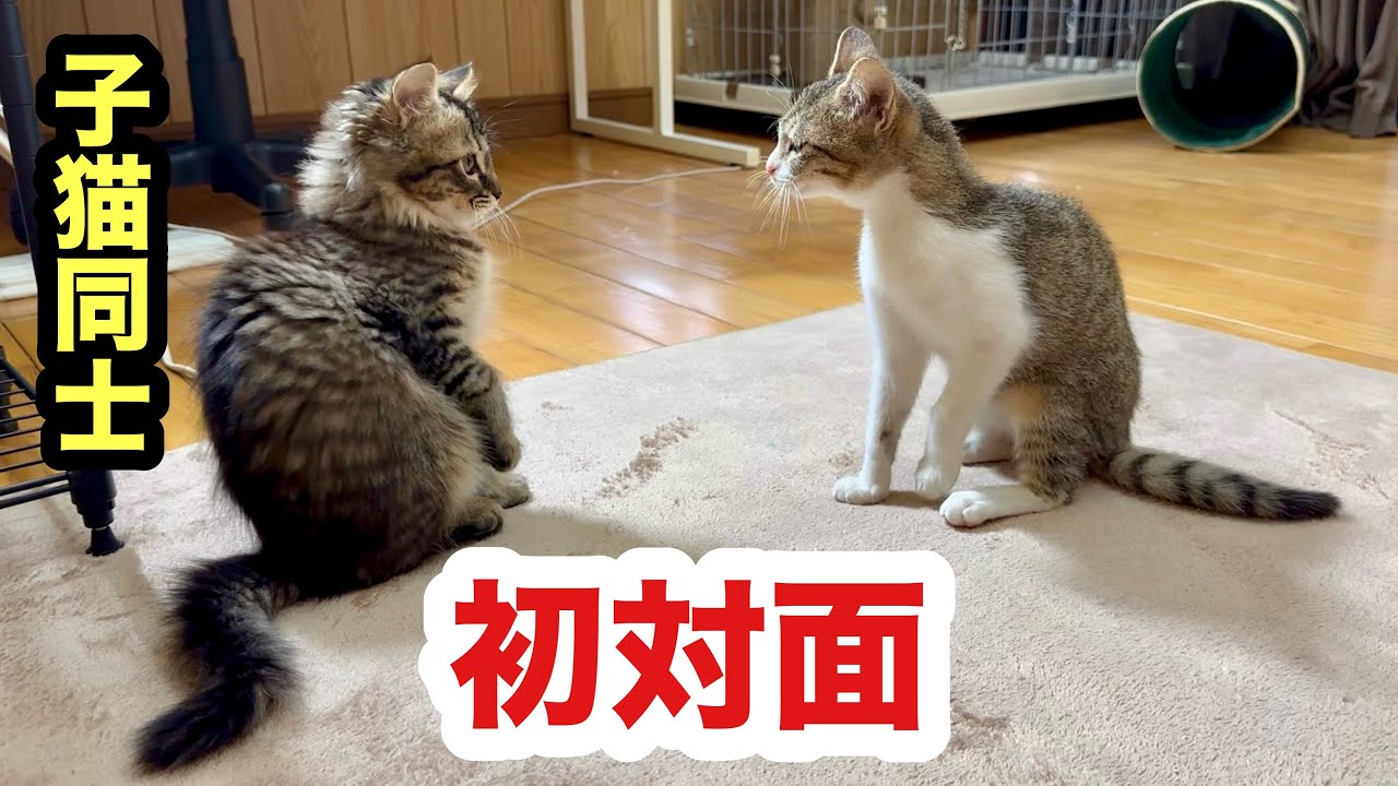 子猫同士の直接初対面の反応が可愛すぎた／ついに会えた保護子猫たち