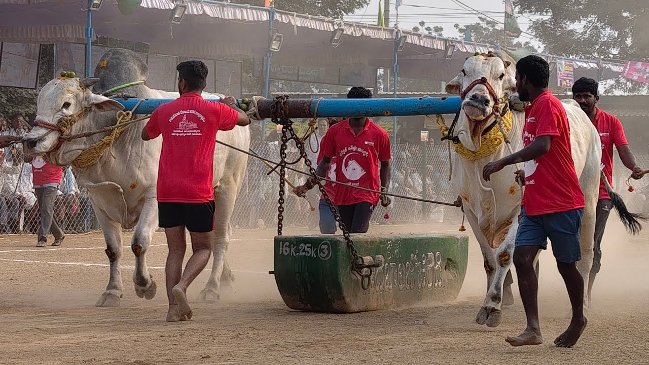 2026-రెంటచింతల.సబ్ జూనియర్.9వ జత.RR BULLS D.రోహన్ బాబు గారు హైదరాబాద్ తెలంగాణ రాష్ట్రం