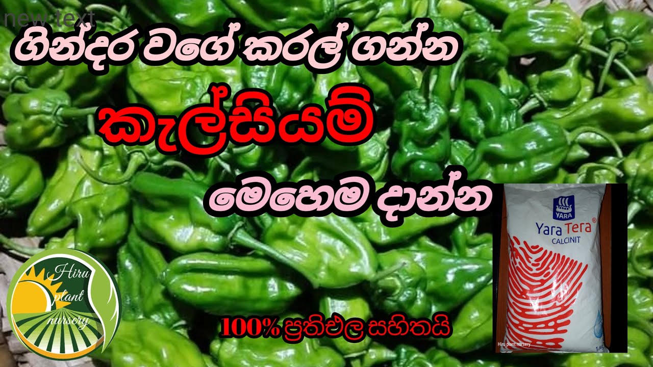 නයිමිරිස් වගාවකට කැල්සියම් පොහොර යොදන ආකාරය| NaiMiris Wagawata Calcium Yedima | Hiru Plant Nursery