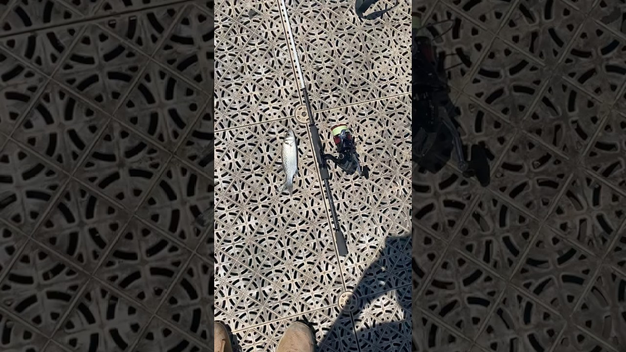 Nice bream and spotted sea bass #fishing #bassfishing #lurefishing #fishingadventure #seabream