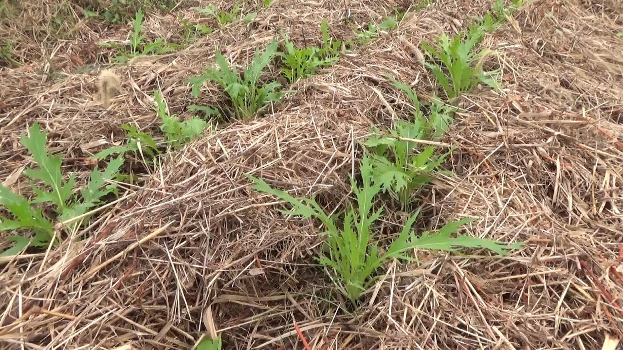 【自然農】2024年10月4日 レタス・聖護院かぶ・水菜の姿【natural farming】