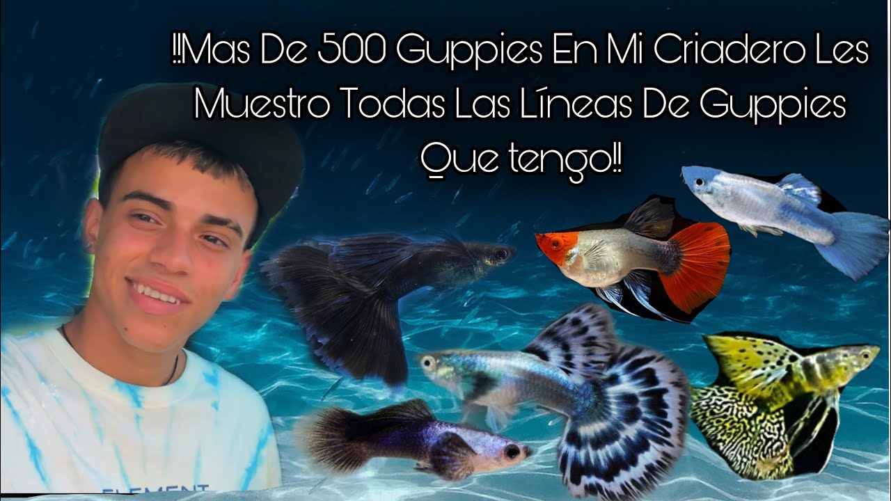 !!Les Muestro Todos Los Peces De Mi Criadero De GUPPYS!!Update*