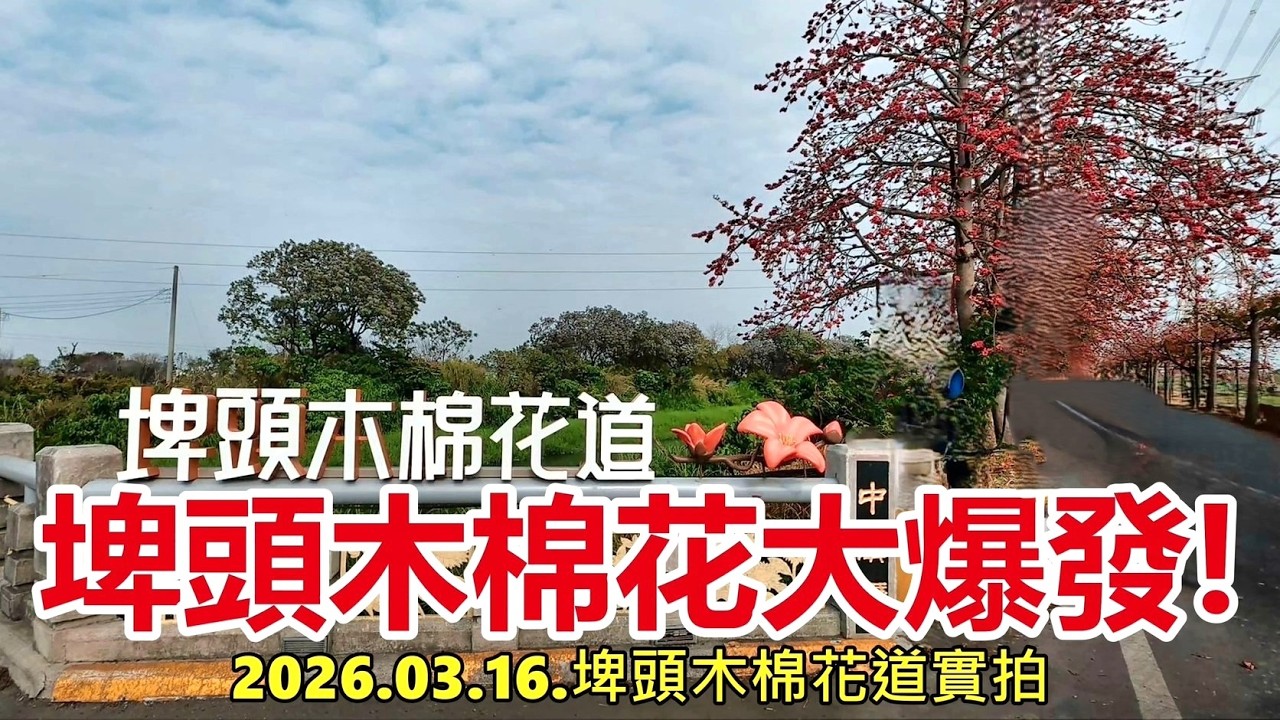 埤頭木棉花大爆發! 2026.03.16.埤頭木棉花道實拍 4k