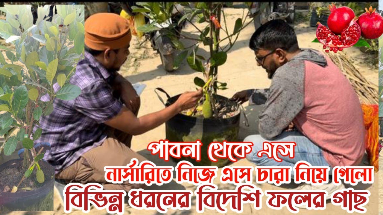আব্দুল জব্বার ভাই পাবনা ফরিদপুর থেকে এসে দেখে শুনে বিভিন্ন ধরনের বিদেশি ফলের গাছগুলো ক্রয় করল