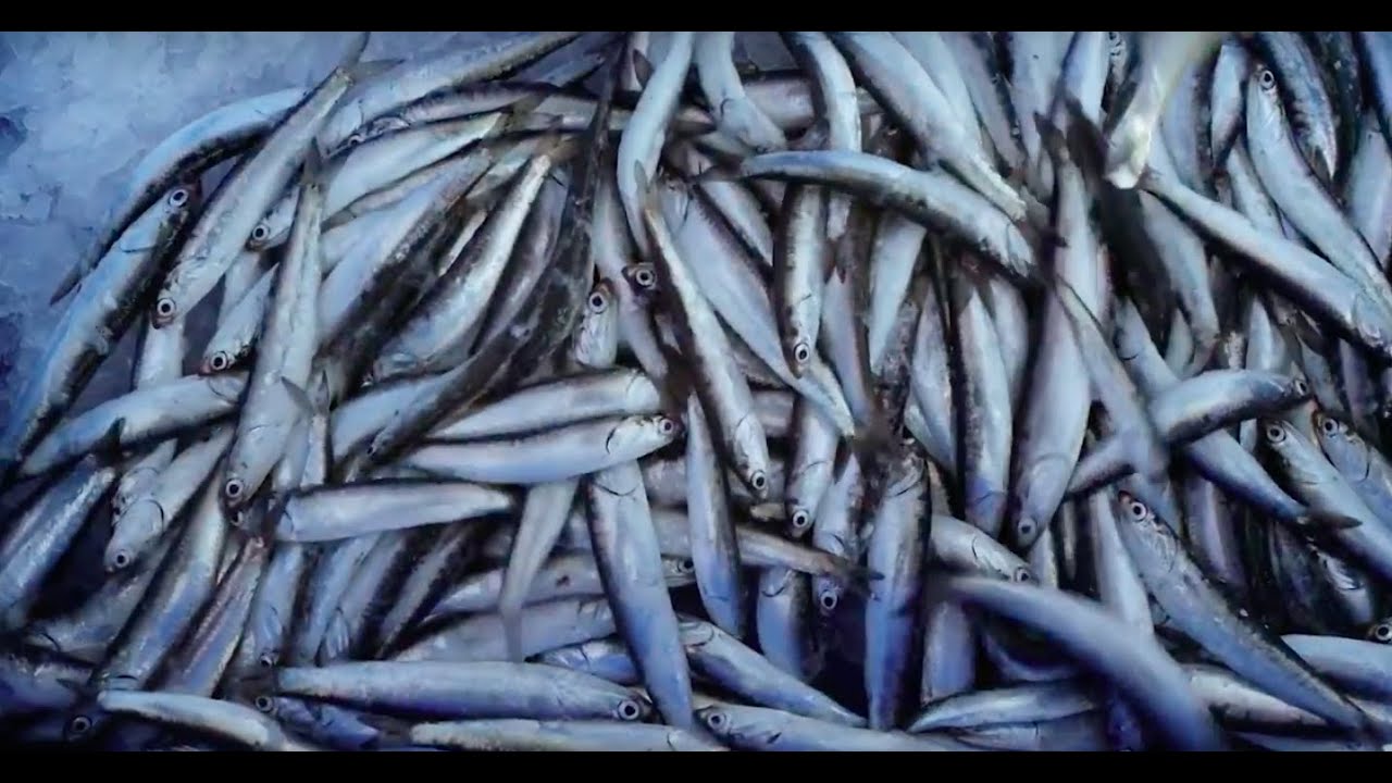 WHETSTONE PRESENTS: THE ANCHOVY PROJECT