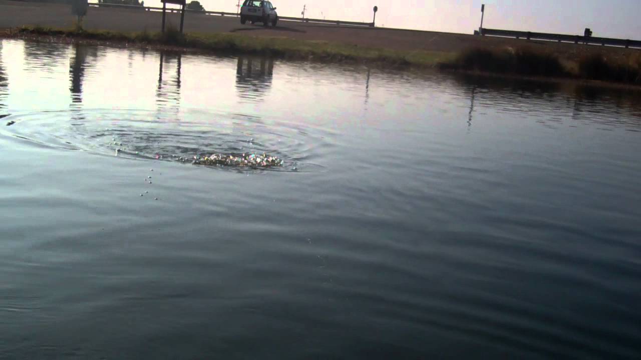 Still water fly fishing