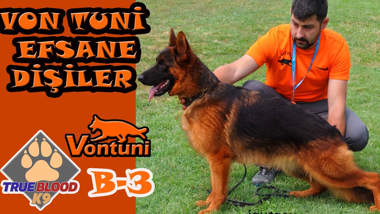 MİLYONLUK KÖPEKLER - VON TUNİ DİŞİ ALMAN KURTLARI