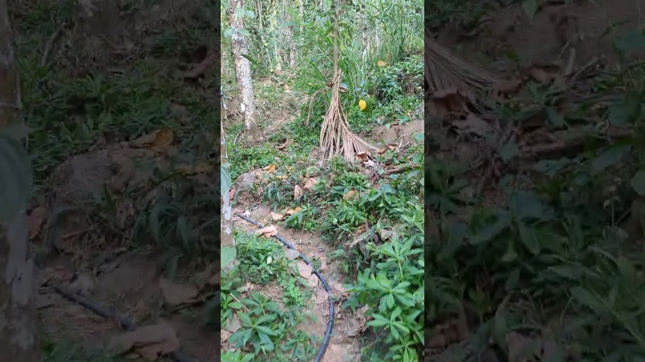 വീട് വെഞ്ചെരിപ്പ് യാത്രകൾ