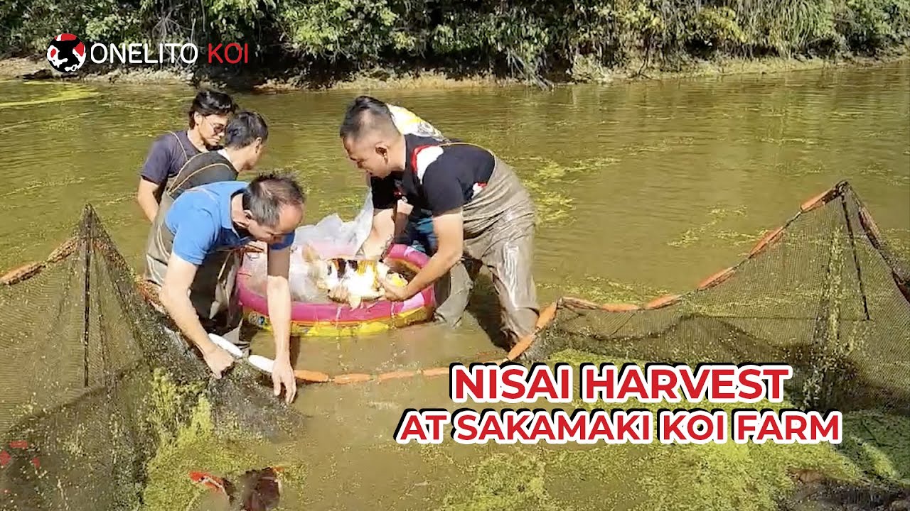 Nisai Harvest at Sakamaki Koi Farm