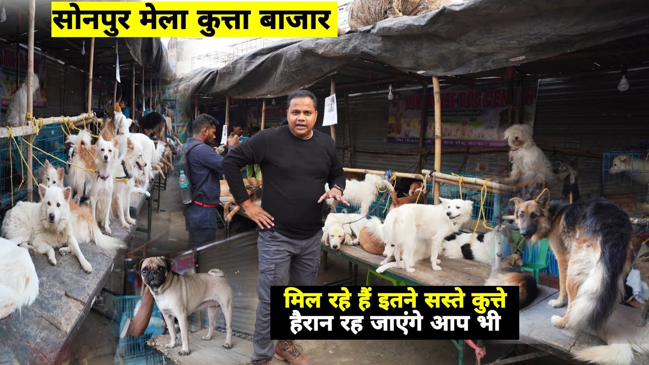 Sonpur Mela Dog Market | इस बार का इतने सस्ते कुत्ते, हर नस्ल और ब्रीड के | Matargashti