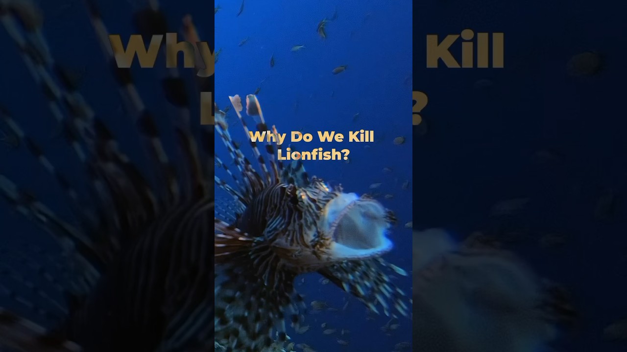 Why Do We Kill Lionfish?