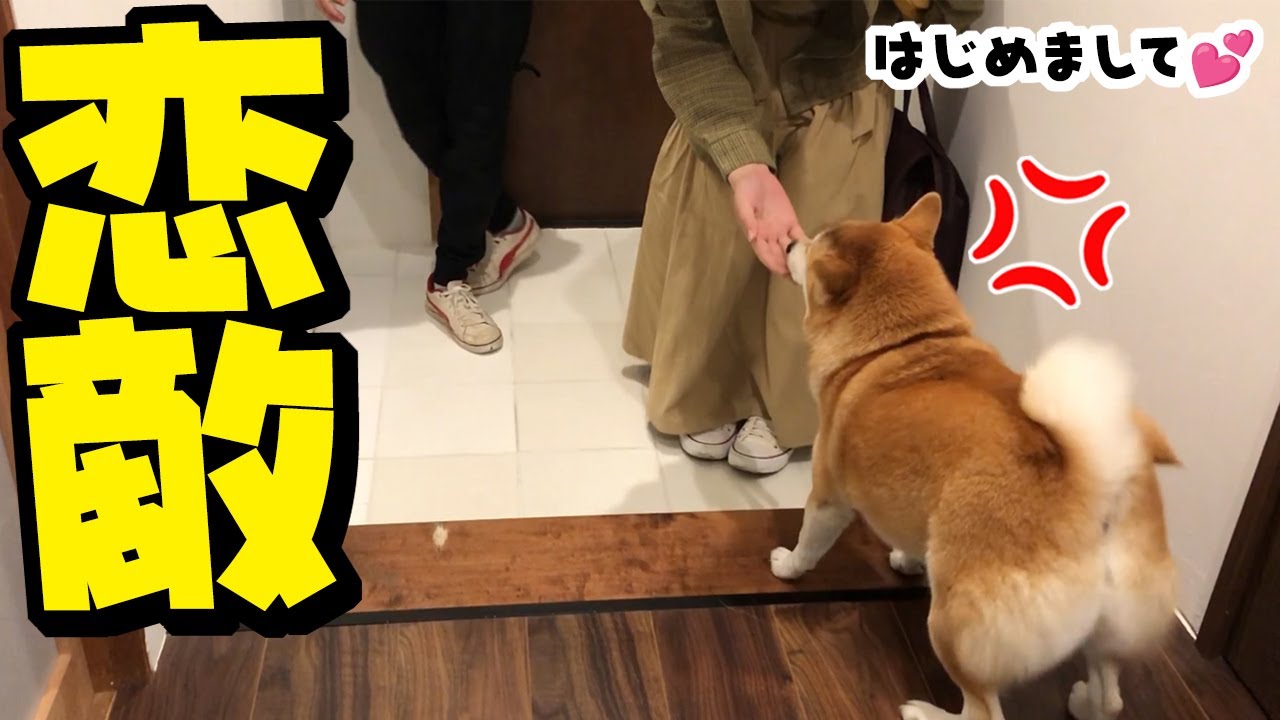 大好きな兄たんの彼女と初対面！恋のライバルが現れた柴犬ちくわの反応は…！？