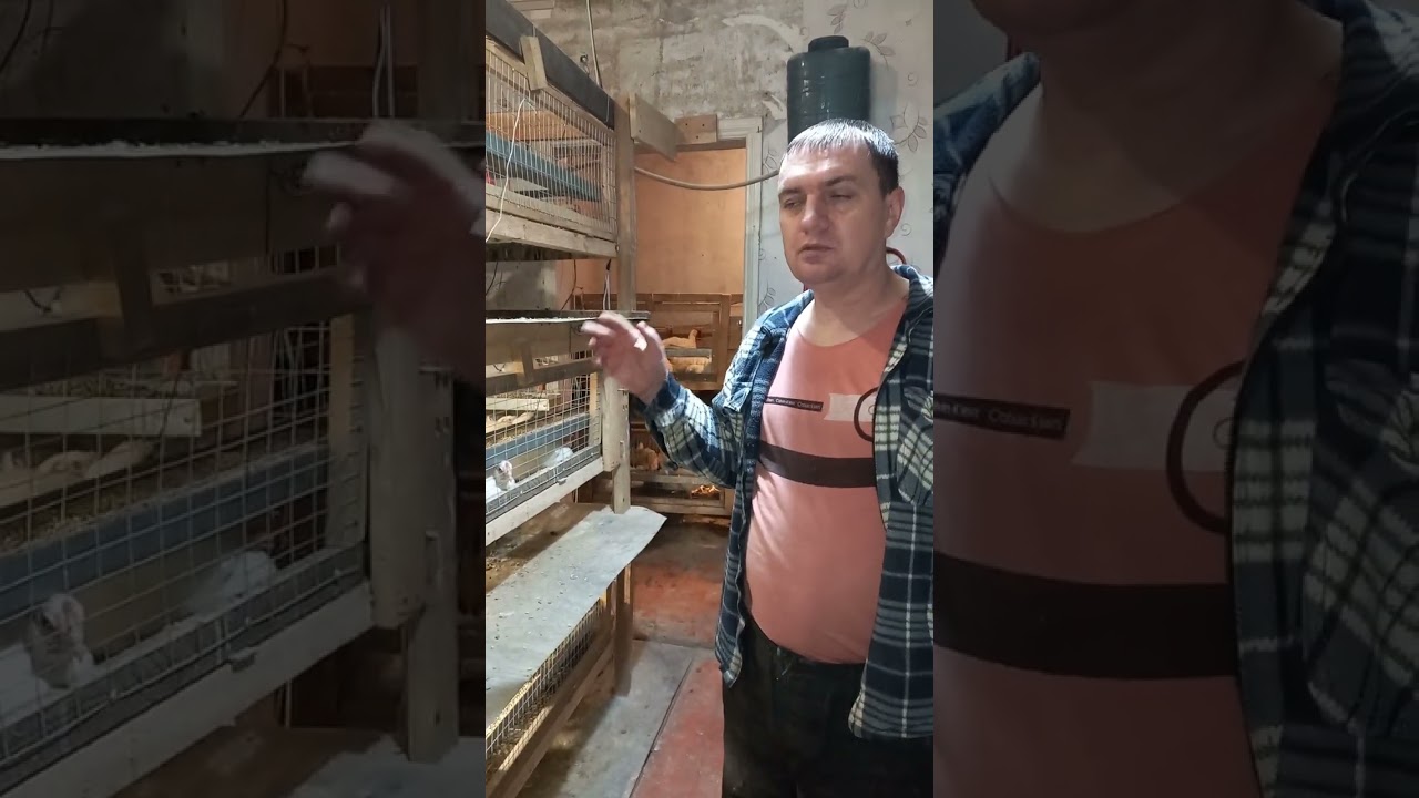 Боремося із вологістю в курнику. #дніпро #chicken #бройлер #вологість 