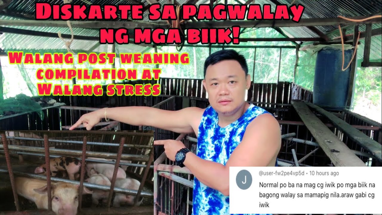 Tamang paraan sa pag walay ng biik mula sa kanilang inahing baboy | Ryan Patenio