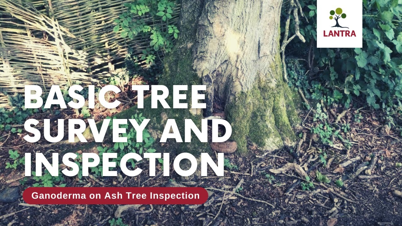 Basic Tree Survey and Inspection - 5. Ganoderma on Ash Tree Inspection