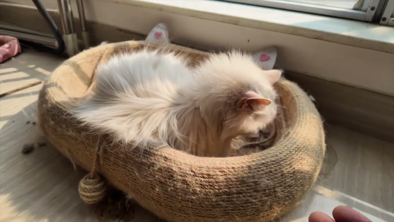 my Cats