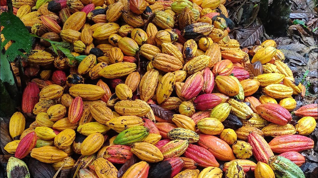 Colheita de CACAU na cabruca no sul da Bahia