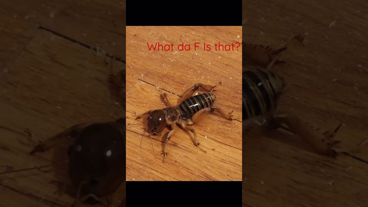 Bug? What is this? Strange bug gross #wtf