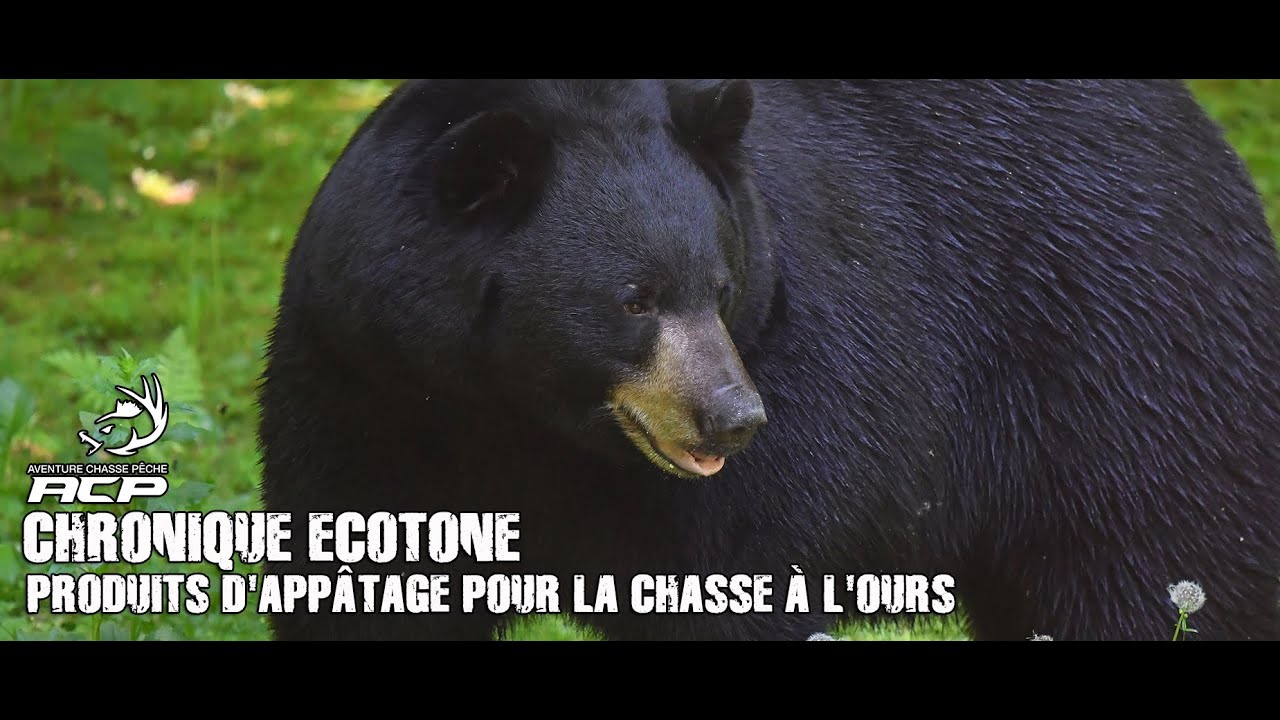 Produits d'appâtage chasse à l'ours