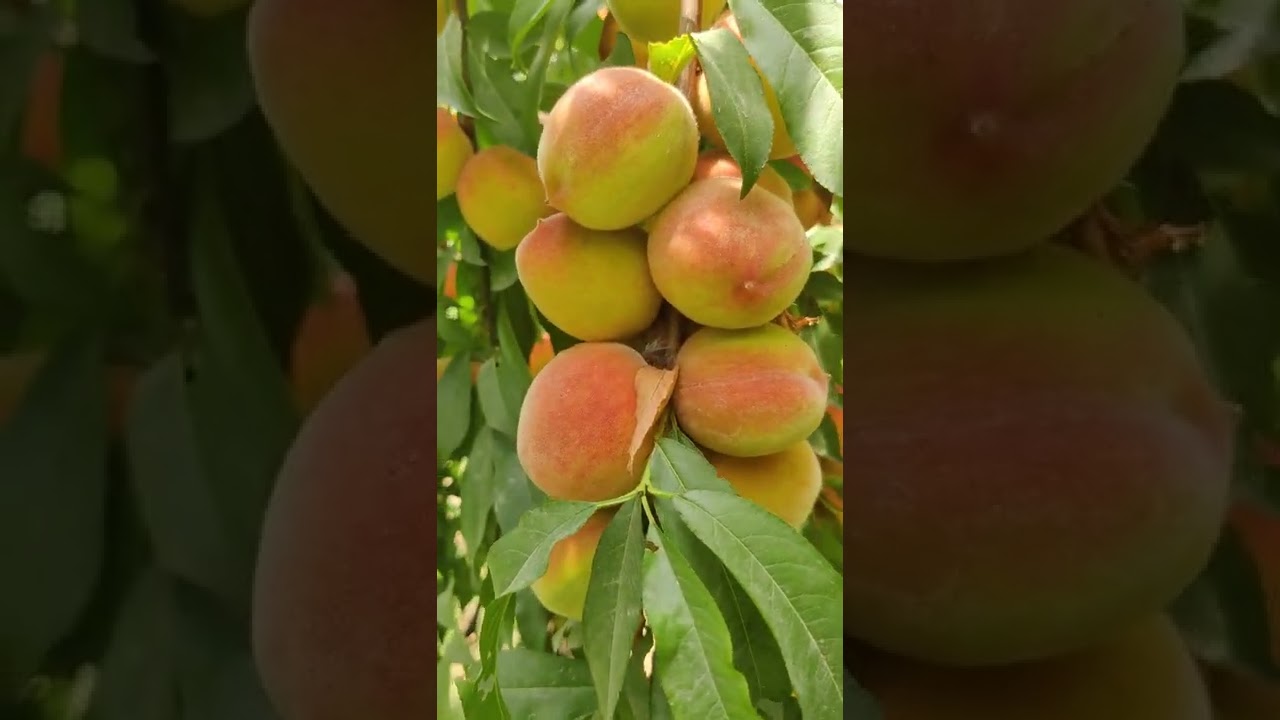 peach cultivation in Hoshiarpur