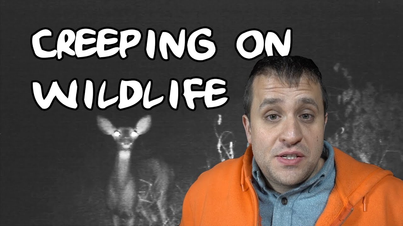 Wildlife Captured on Vermont Trail Cameras