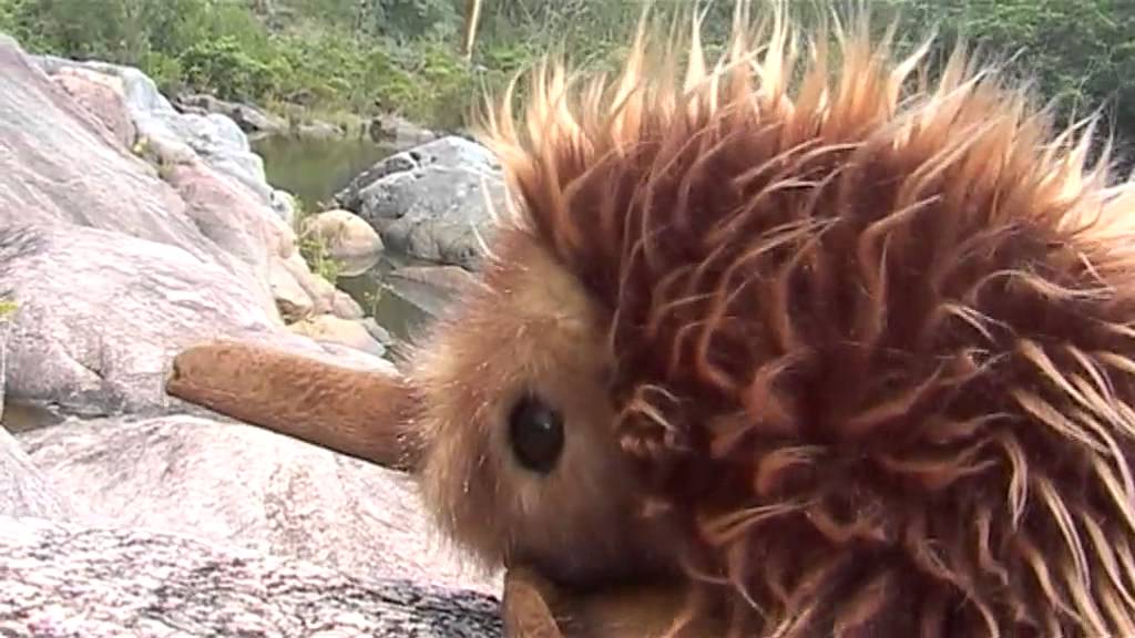 I LOVE ANTS from SECRET GULLY sung by SPIKE the ECHIDNA
