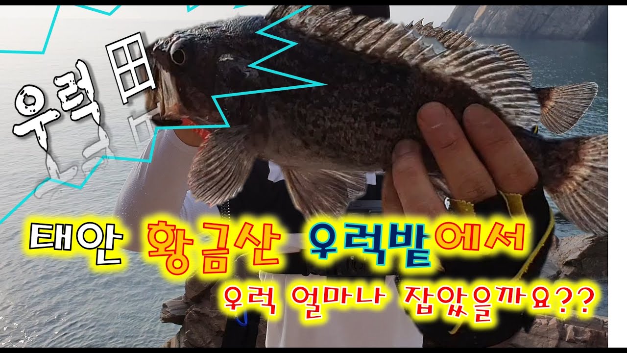 우럭밭에서 우럭 타작하기. 우럭이 버글버글합니다!!! #우럭 #태안 #황금산 #굴금