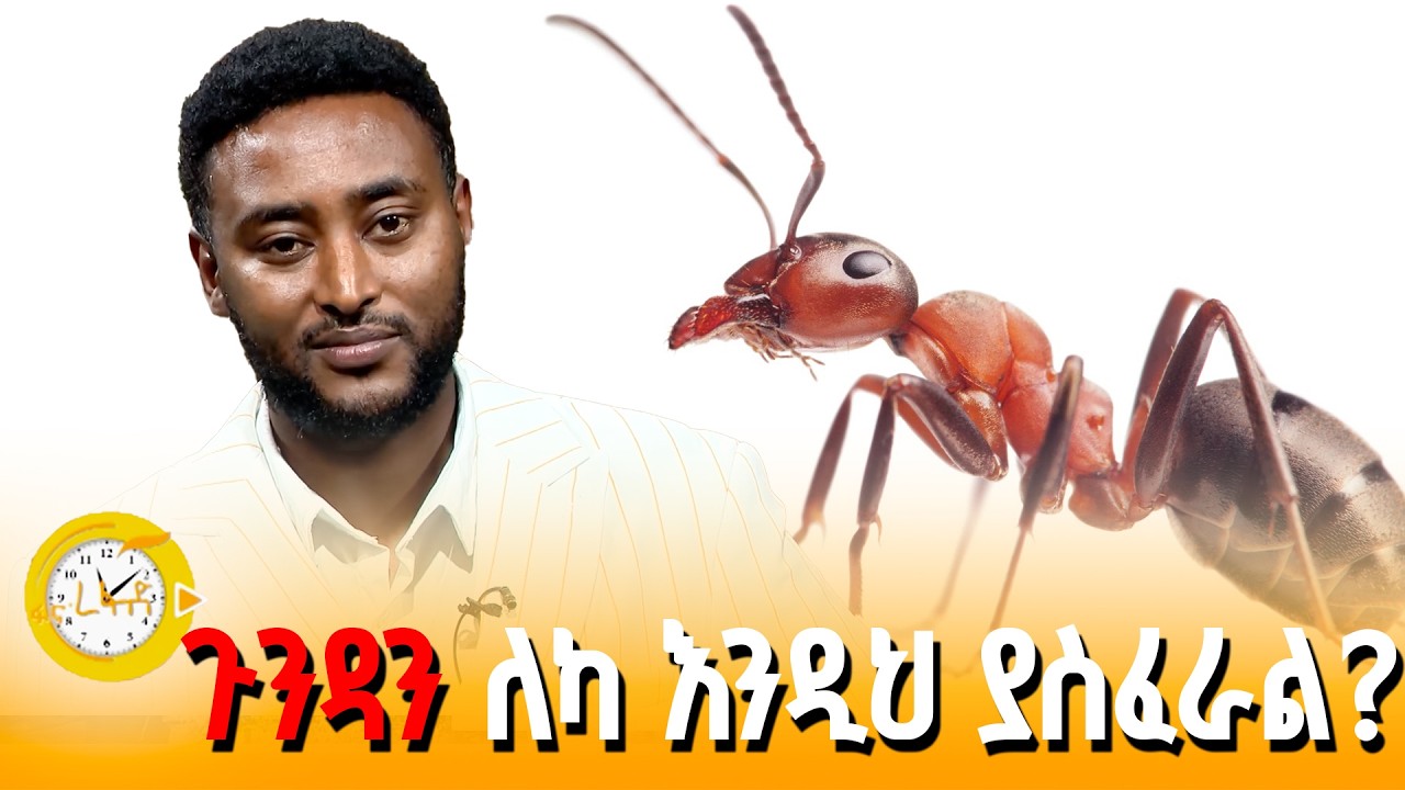 ምች የመታው ሰው ሳቅ | ፋና ረፋድ| fana refad |