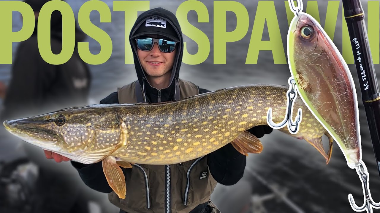 Post-Spawn Pike ACTION On The Cranky Shad!