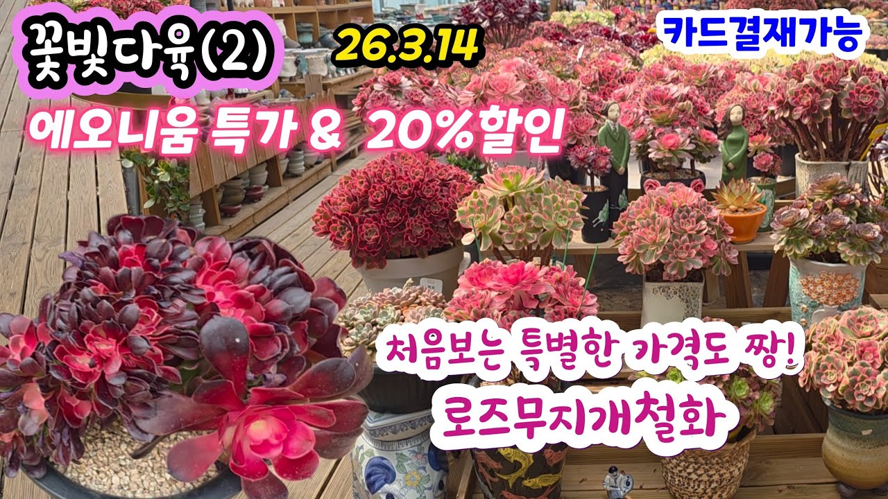 꽃빛다육(2) 우와~ 예뻐지는 에오니움 특가 & 20%할인 특별한 로즈무지개철화 3만원 할인가 24,000 추천요