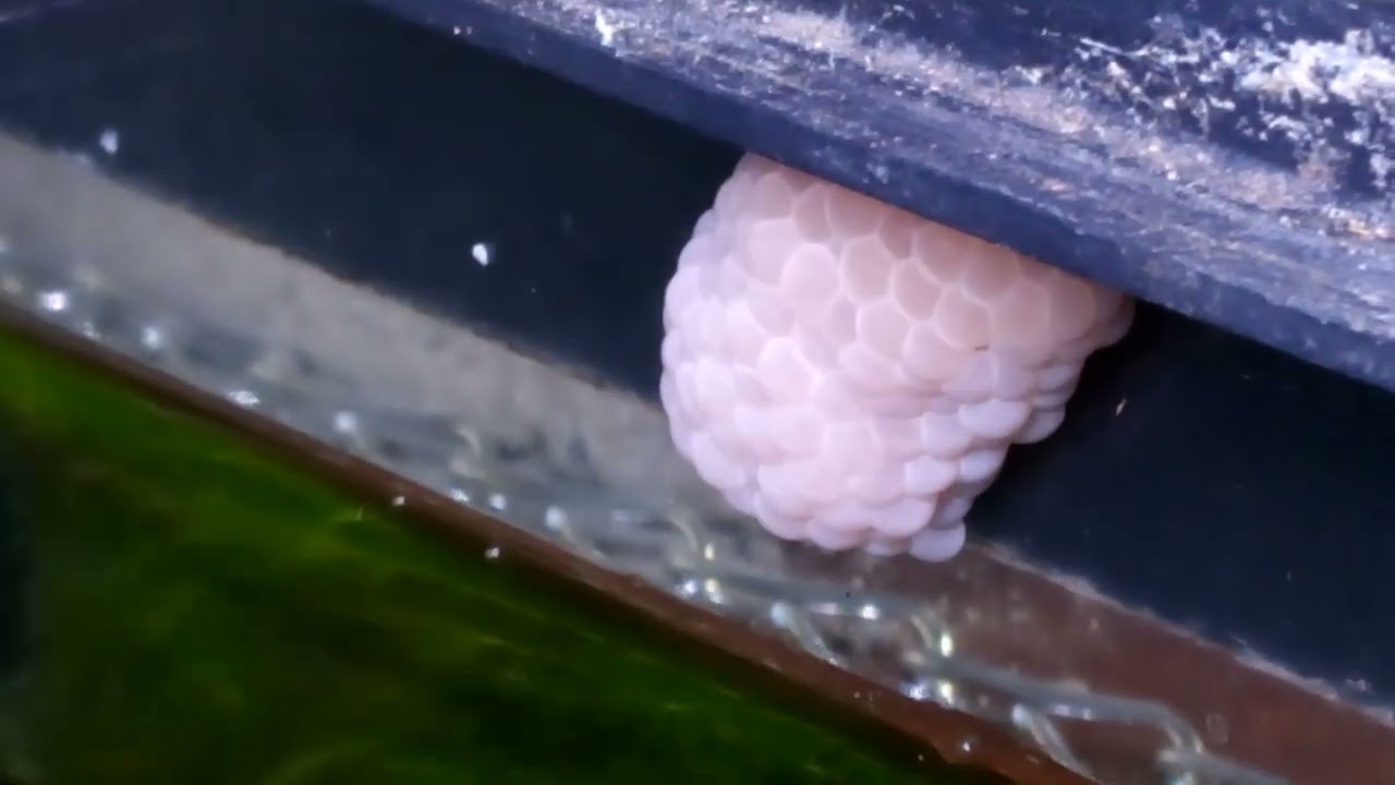 Mysterious mystery eggs 👀