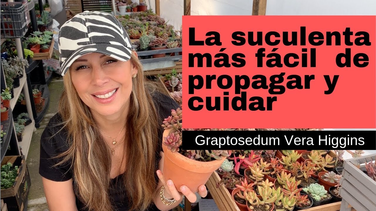 Suculenta del Mes / Septiembre Graptosedum Vera Higgins Cuidados y Propagación
