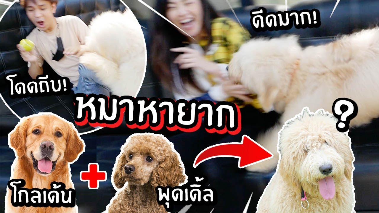 นอกใจหมาไปหาหมาหายาก! // โกลเด้น + พุดเดิ้ล = โกลเด้นดูเดิ้ล!! (ดีดมาก~)