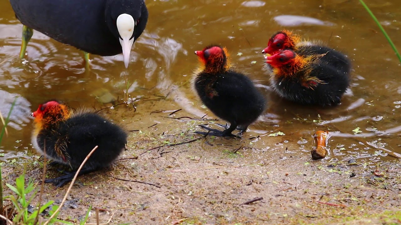 Bl&auml;sshuhn (Fulica atra) mit 5 K&uuml;ken im Park Links der Weser
