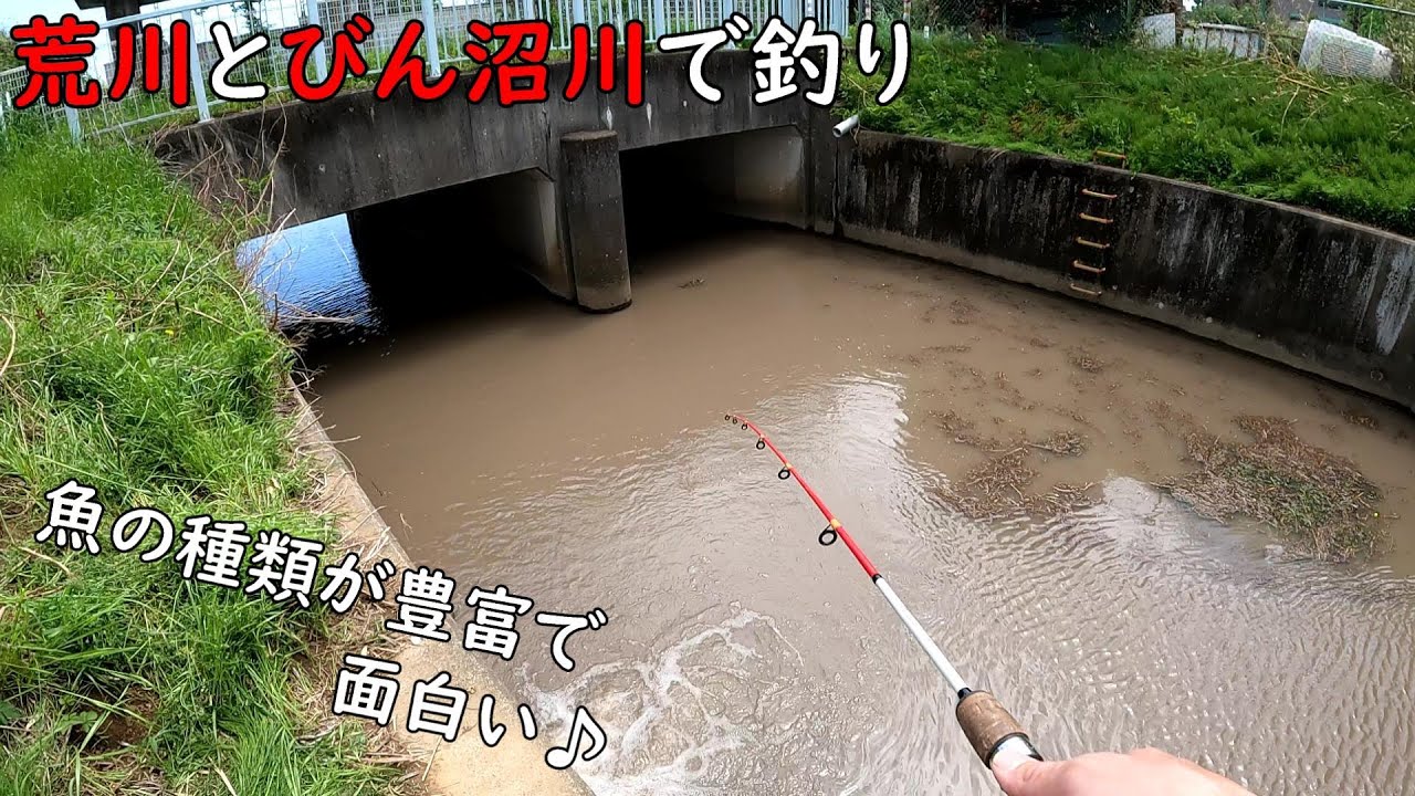 荒川とびん沼川は魚の種類が豊富で面白い！！