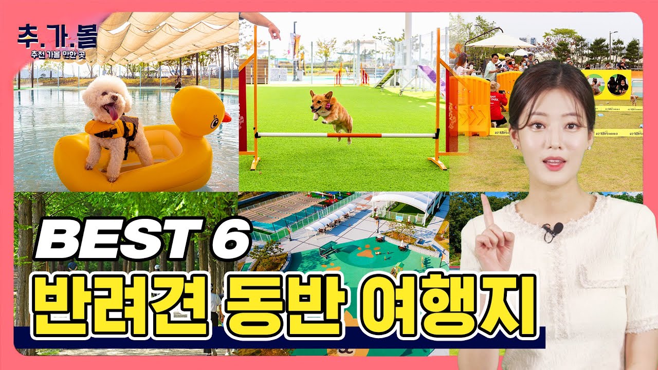 반려동물과 함께 떠나는 여름휴가 😎 ｜ 7월 추천 가볼만한 곳 Best 6