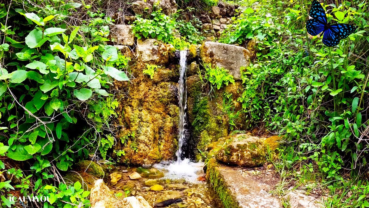 Relax in Beautiful Forest, Peaceful Forest Stream with Bird Songs, Nature Sounds, Forest Ambience