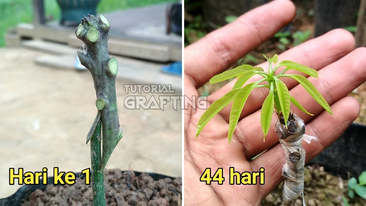 Cara Lain Sambung Pucuk Mangga || Z Grafting || Tutorial-Proses-Hasil